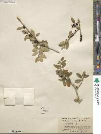 Ilex vomitoria image