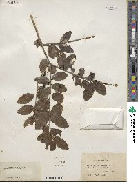 Ilex vomitoria image