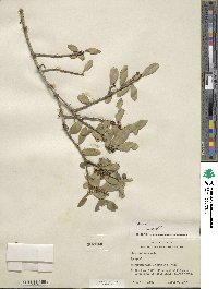 Ilex vomitoria image