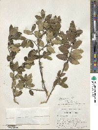 Ilex vomitoria image