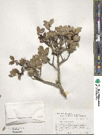 Ilex vomitoria image