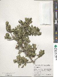 Ilex vomitoria image