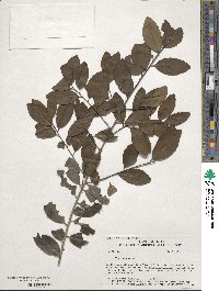 Ilex vomitoria image