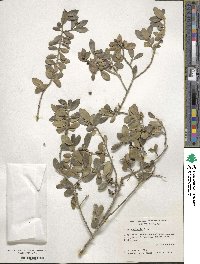 Ilex vomitoria image