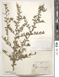 Ilex vomitoria image