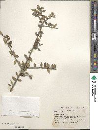 Ilex vomitoria image