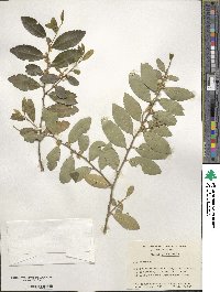 Ilex vomitoria image