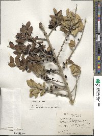 Ilex vomitoria image