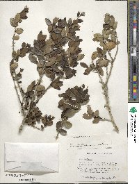 Ilex vomitoria image