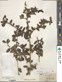 Ilex vomitoria image