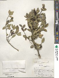 Ilex vomitoria image