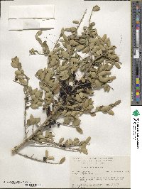 Ilex vomitoria image