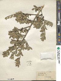 Ilex vomitoria image