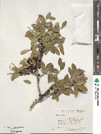 Ilex vomitoria image