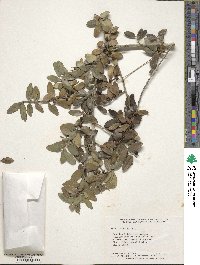 Ilex vomitoria image