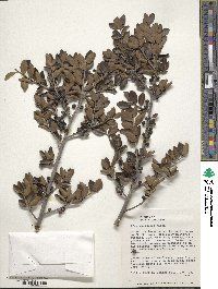 Ilex vomitoria image