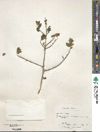 Ilex vomitoria image