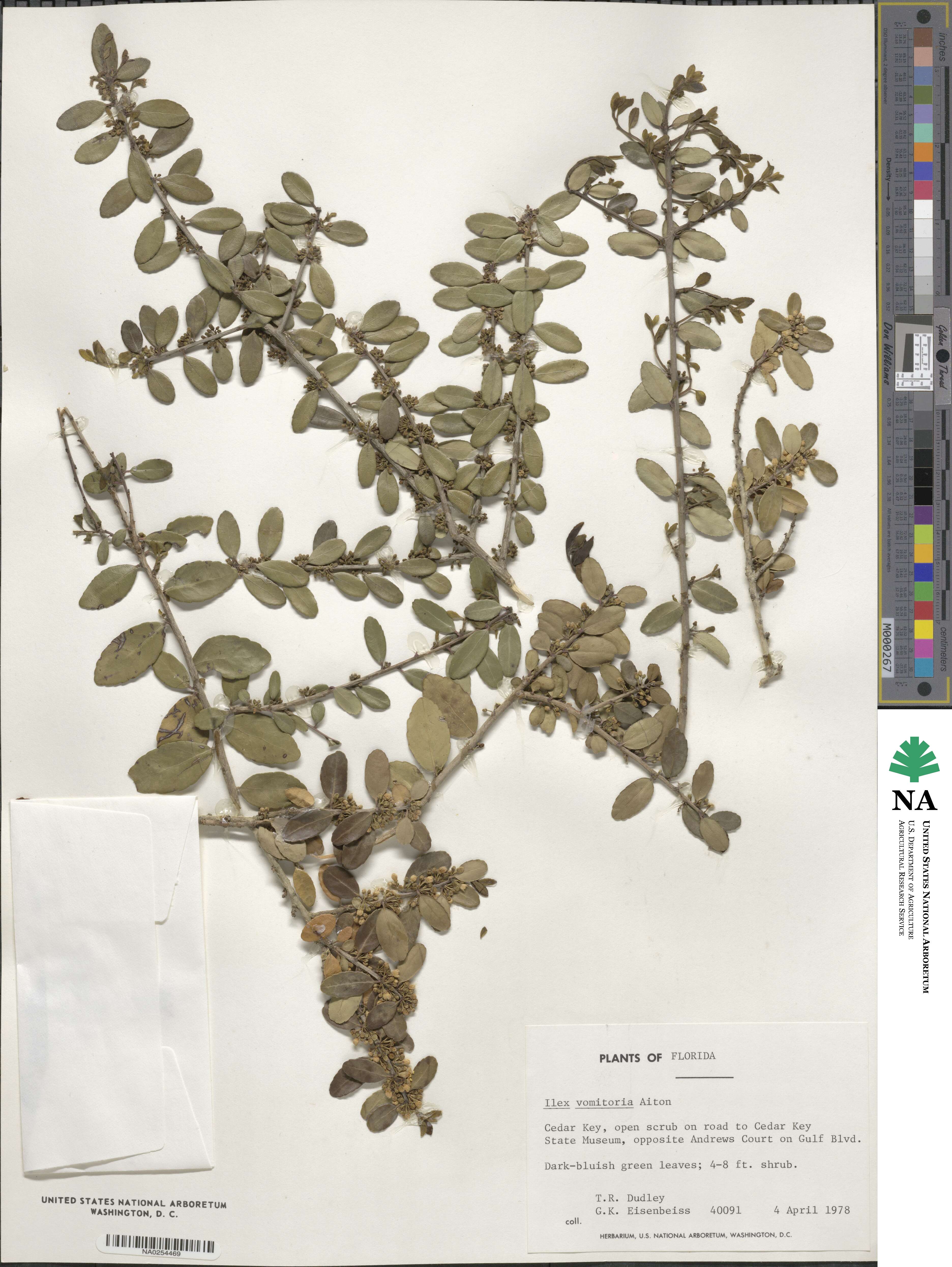 Ilex vomitoria image