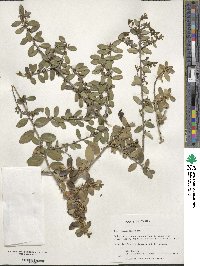 Ilex vomitoria image