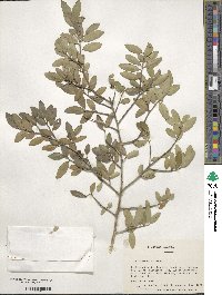 Ilex vomitoria image