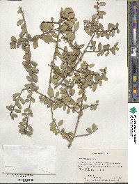 Ilex vomitoria image