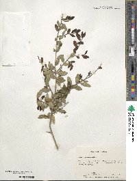 Ilex vomitoria image