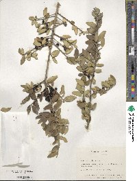 Ilex vomitoria image