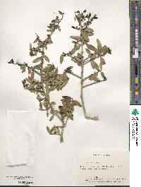 Ilex vomitoria image