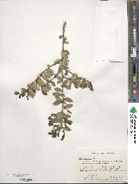 Ilex vomitoria image