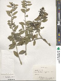 Ilex vomitoria image