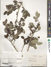 Ilex vomitoria image