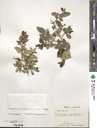 Ilex vomitoria image