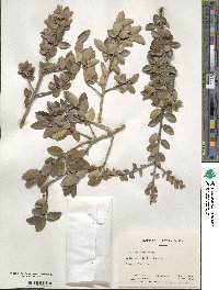 Ilex vomitoria image