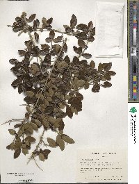 Ilex vomitoria image