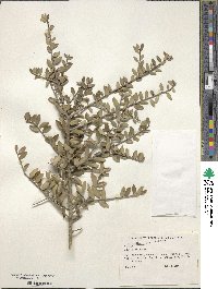 Ilex vomitoria image