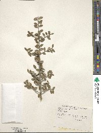 Ilex vomitoria image