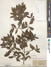 Ilex vomitoria image