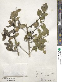 Ilex vomitoria image