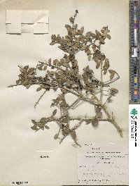 Ilex vomitoria image