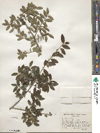 Ilex vomitoria image