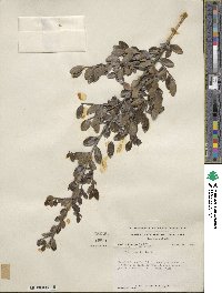 Ilex vomitoria image