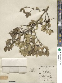 Ilex vomitoria image