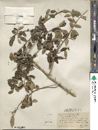 Ilex vomitoria image