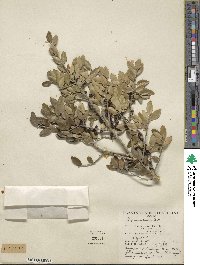 Ilex vomitoria image