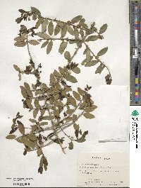 Ilex vomitoria image