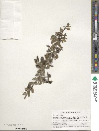 Ilex vomitoria image