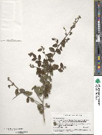 Ilex vomitoria image