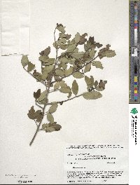 Ilex vomitoria image