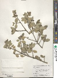 Ilex vomitoria image