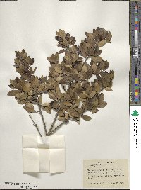 Ilex vomitoria image